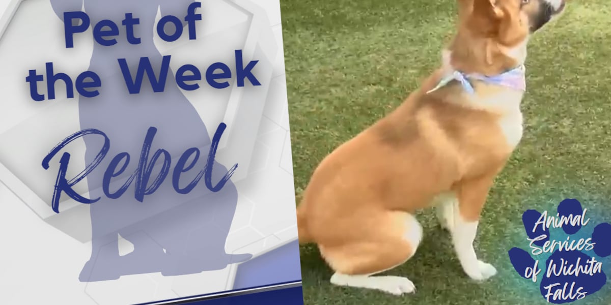 Dont rebel from your own heart Rebel is WF Animal Services Pet of the Week [Video]