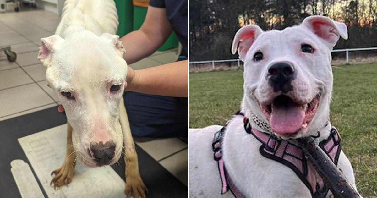 Dog’s transformation after she was starved by former owner | UK News [Video]