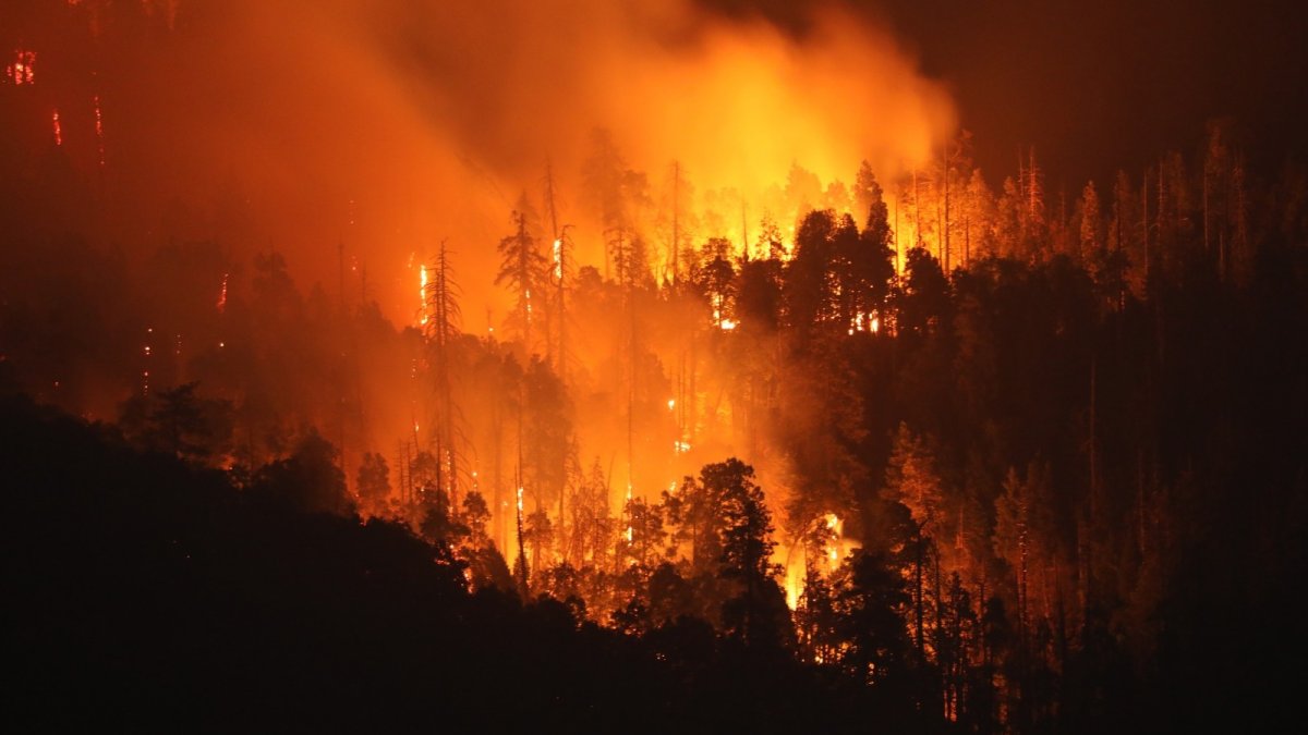 Can Wall Street save our forests after devastating wildfires?  NBC Los Angeles [Video]