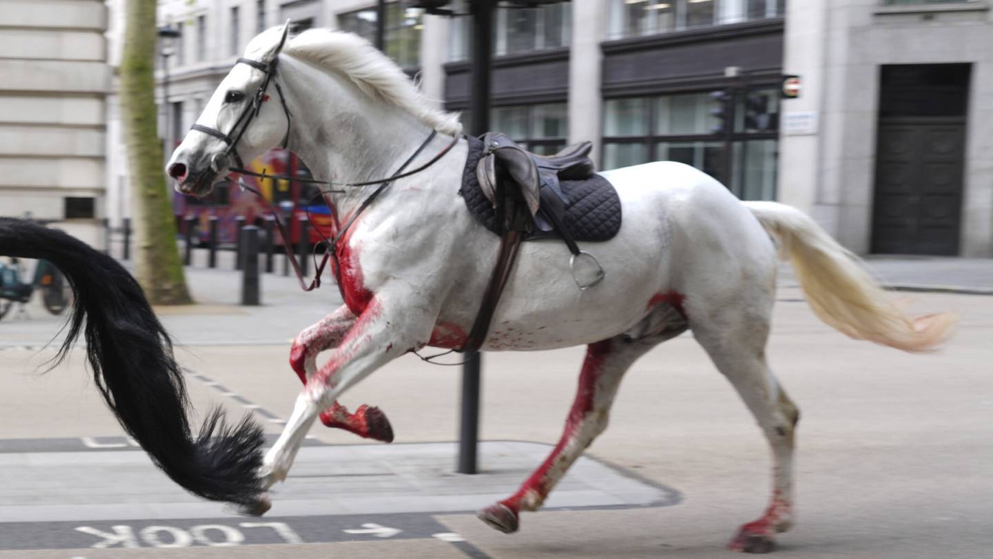 British Army says horses that bolted and ran loose in central London continue ‘to be cared for’  WPXI [Video]