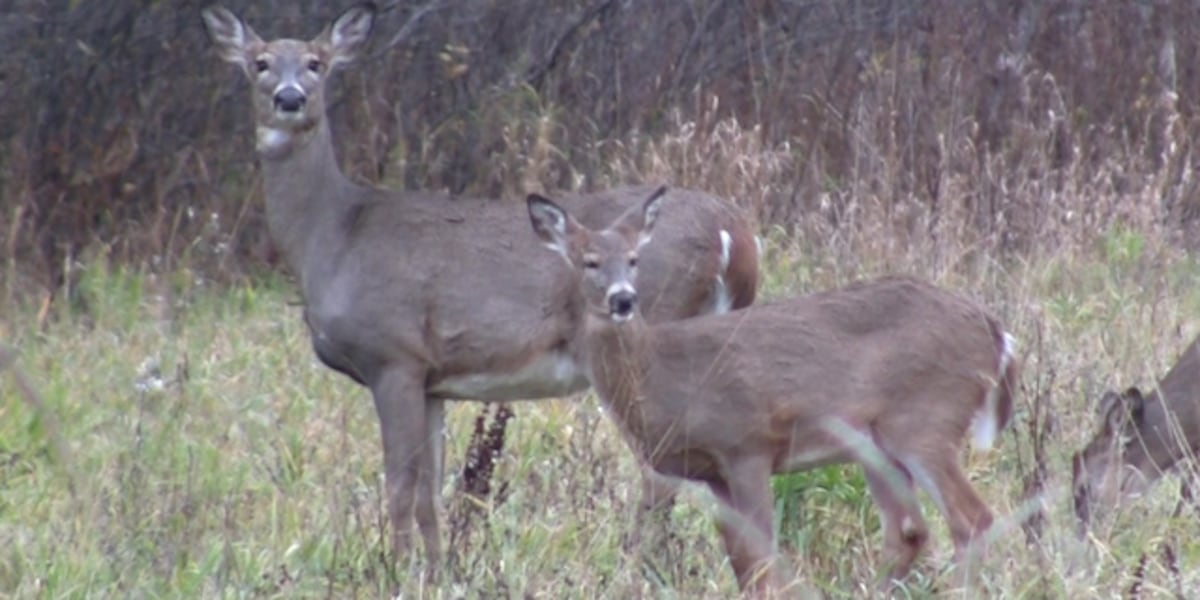 3 counties to host Deer Advisory Council meetings on Monday [Video]