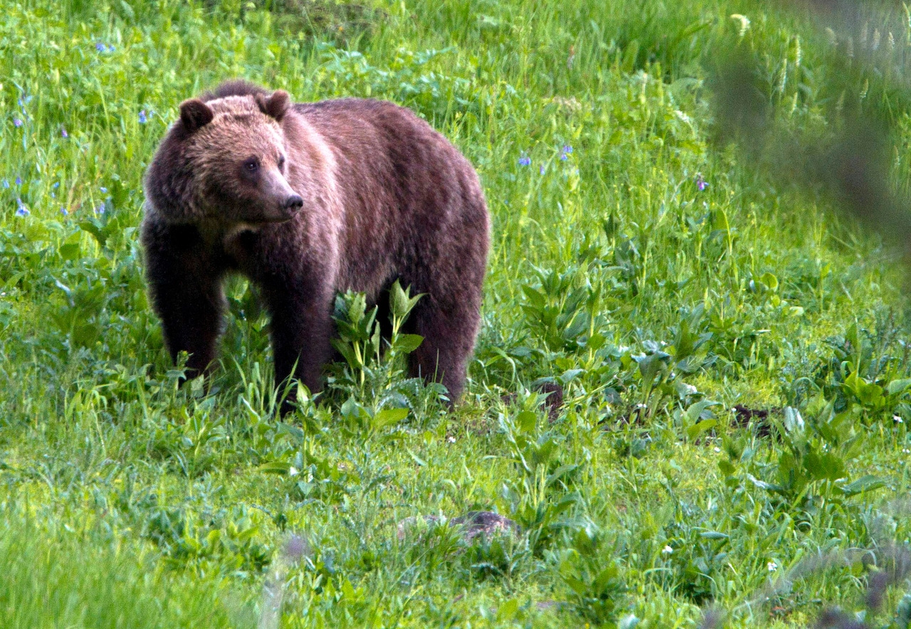 More grizzly bears are coming to the Pacific Northwest [Video]