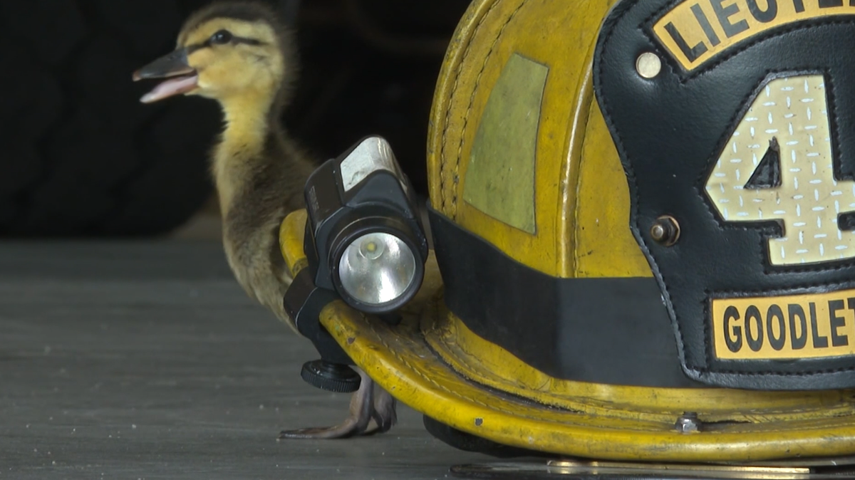 Good Samaritan, firefighters rescue 17 ducklings near Nashville [Video]