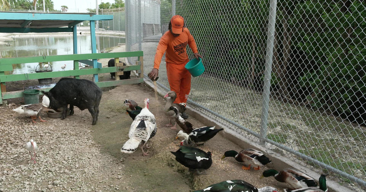 A zoo for rescued animals, beneath a Key West jail [Video]