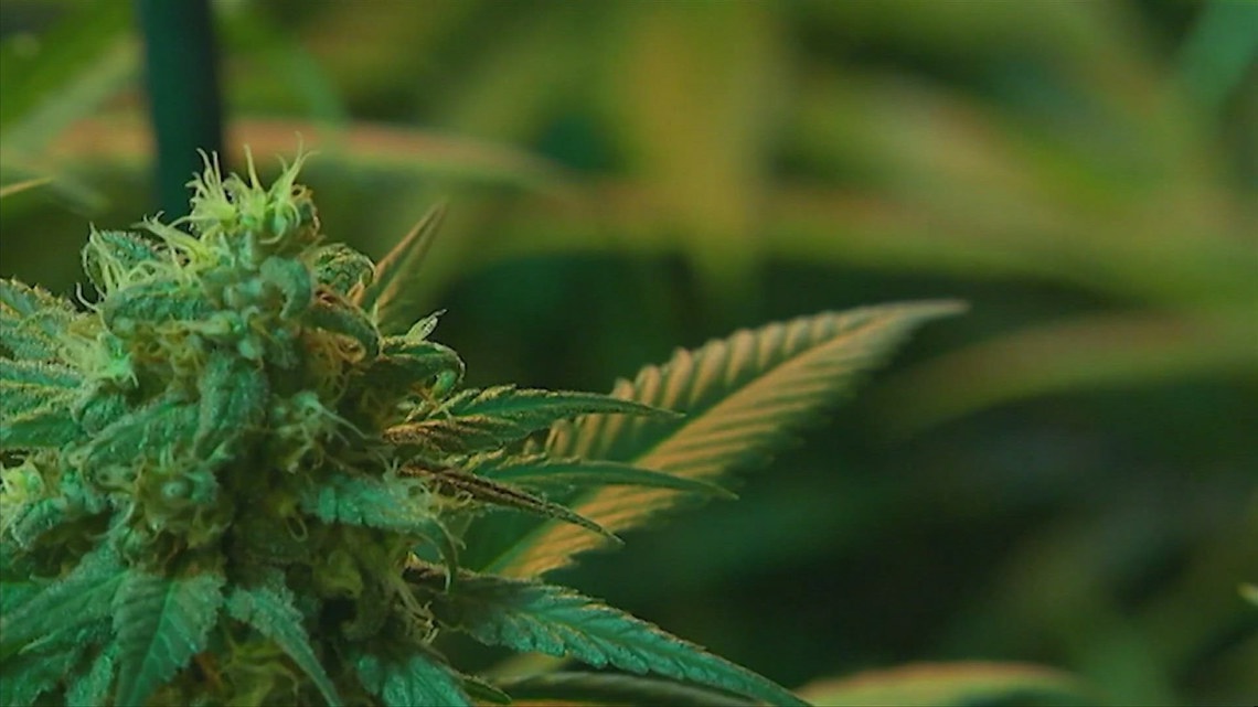 Cannabis licensing is mired in the legal weeds [Video]