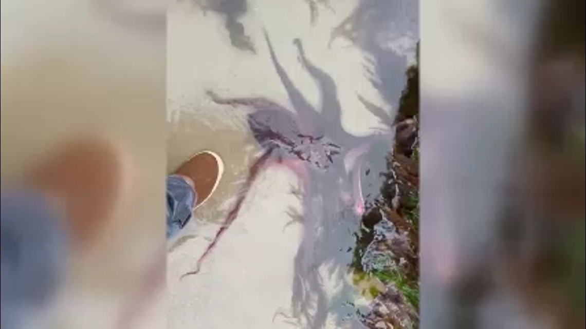 Gigantic octopus comes up to women’s feet on Oregon Coast [Video]