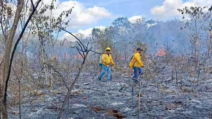 Authorities coordinate to fight forest fires in Tekax [Video]