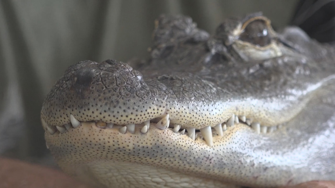 Wally Gator reported missing by owner outside of Pennsylvania [Video]