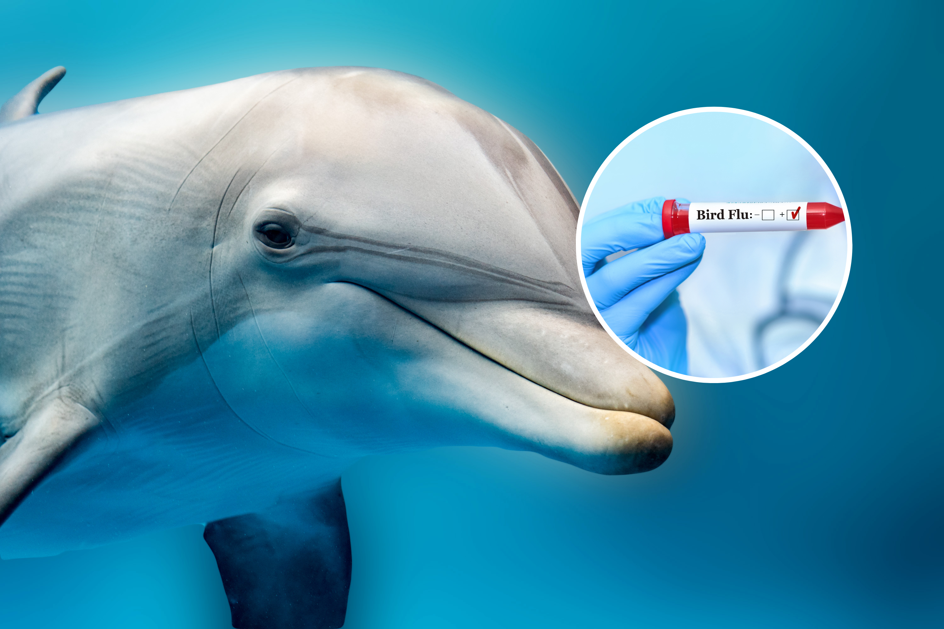 Warning as First American Dolphin Diagnosed With Highly Pathogenic Bird Flu [Video]
