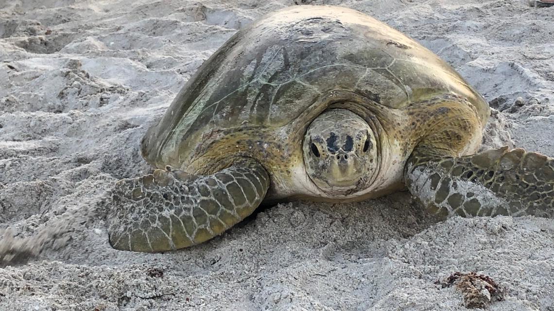 First sea turtle nest found during 2024 season [Video]