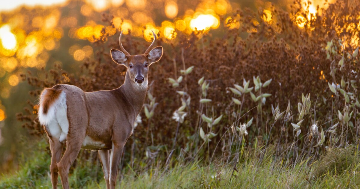 ‘Zombie deer disease’ has now spread to 33 states in the US [Video]