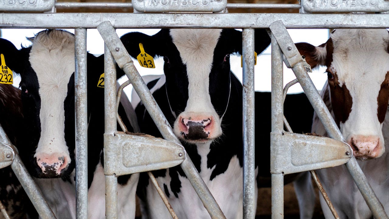 Bird flu could spread to cows outside US, head of WHO flu program says [Video]