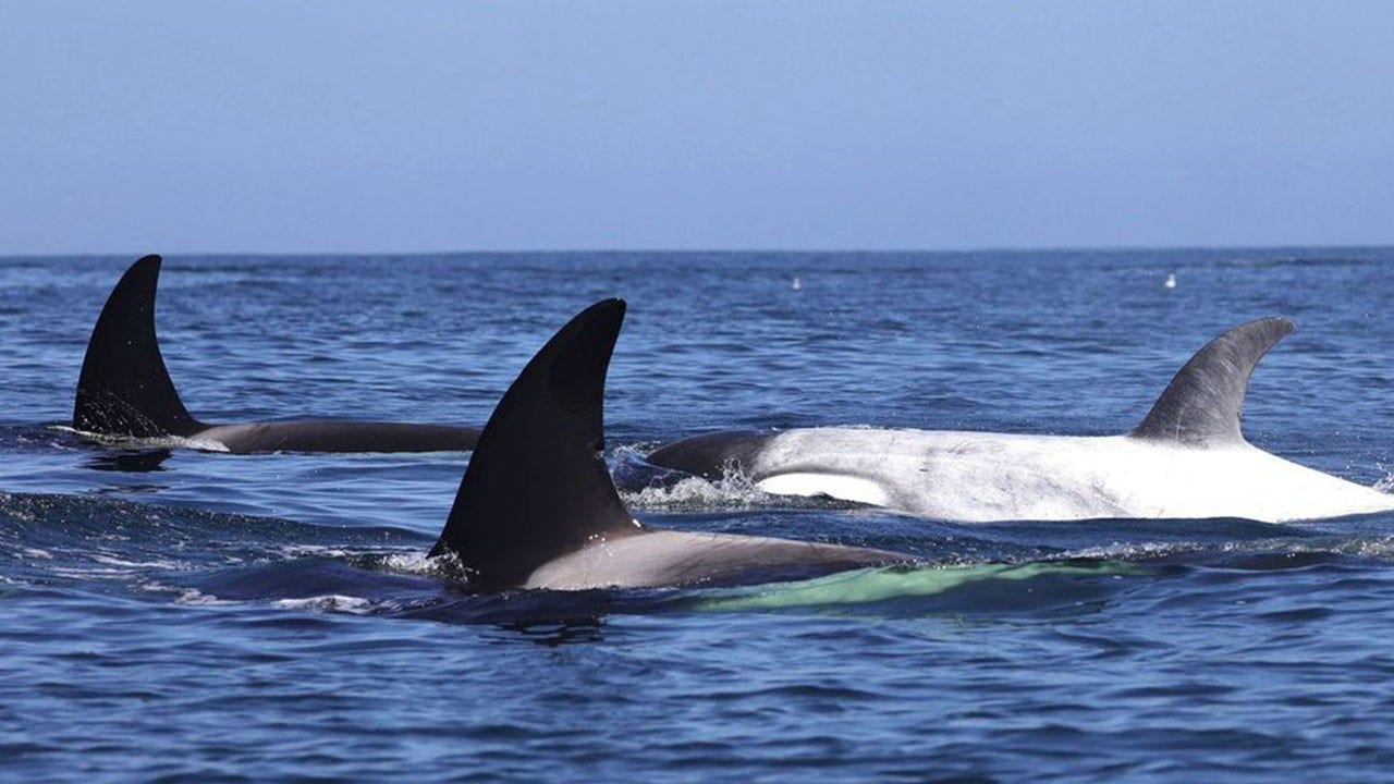 Famous white killer whale Frosty spotted off California coast: Very special encounter [Video]