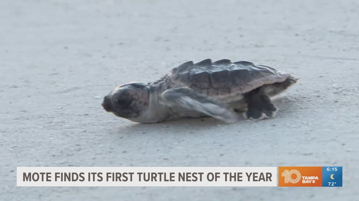 MOTE Marine Laboratory spots first loggerhead turtle nest on beach in Sarasota, Florida [Video]