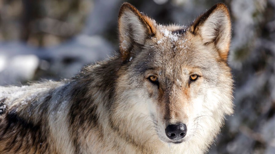 Middle Park Stockgrowers receive non-lethal wolf deterrent funding after 6 incidents [Video]