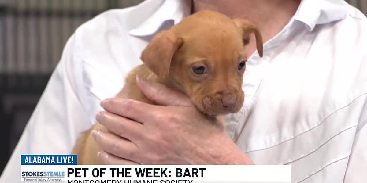 Pet of the Week: Bart [Video]