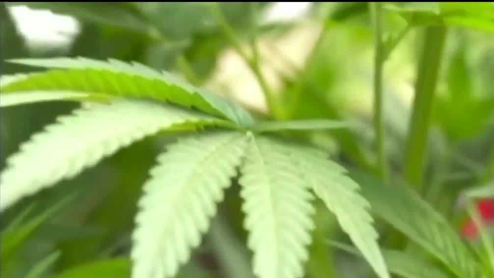 What reclassifying marijuana could mean for New Mexico [Video]
