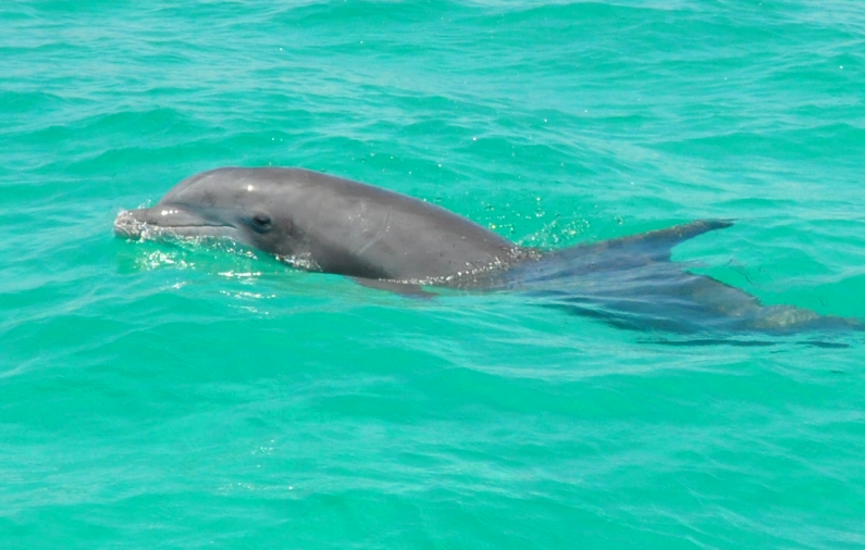 Dead Florida dolphin was infected with highly pathogenic bird flu [Video]