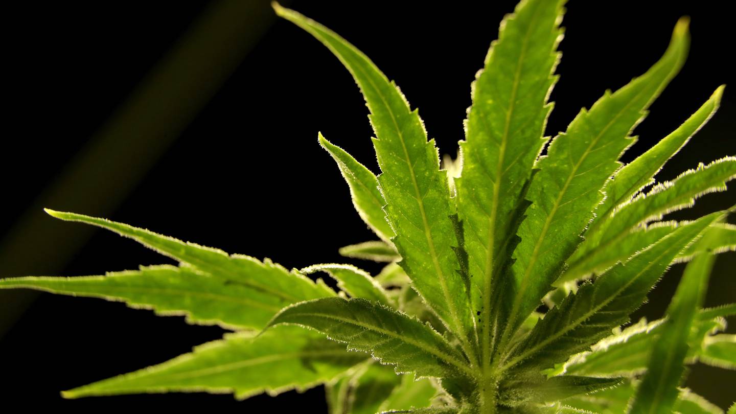 New era for pot regulation leaves old problem: Many cannabis companies can’t find a bank  WHIO TV 7 and WHIO Radio [Video]
