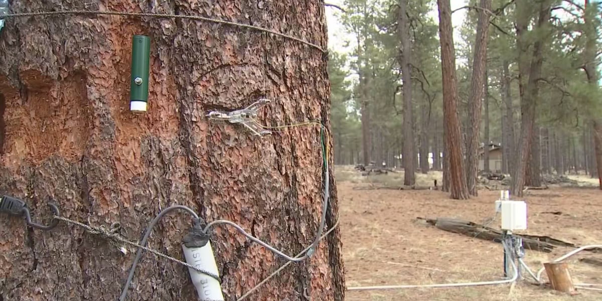 Researchers use satellites, tagging trees to help prevent wildfires in Flagstaff [Video]