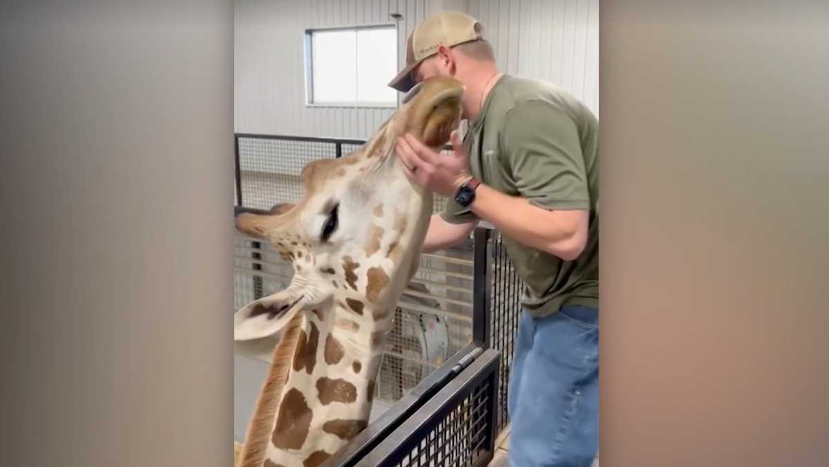 Giraffe with issues chewing gets adjusted by a chiropractor [Video]