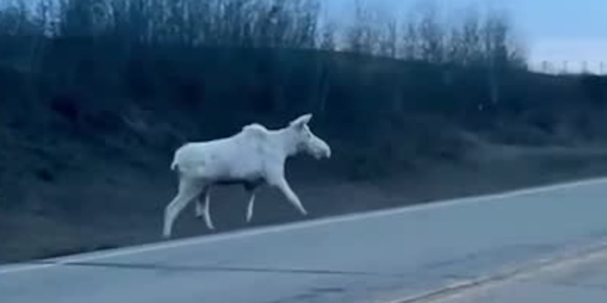 Spiritual moment: Rare albino moose seen crossing Canadian highway [Video]