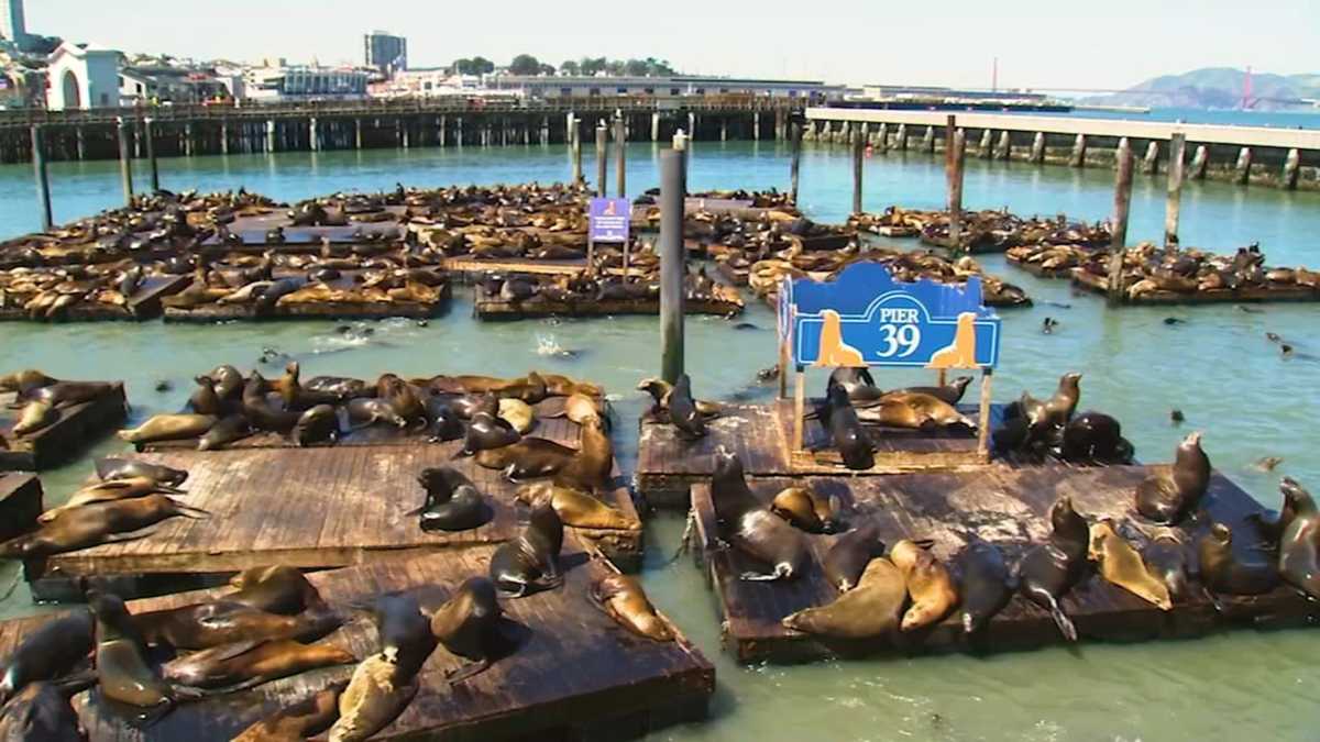 Record number of sea lions swarm San Francisco’s Pier 39; largest gathering in years, officials say [Video]