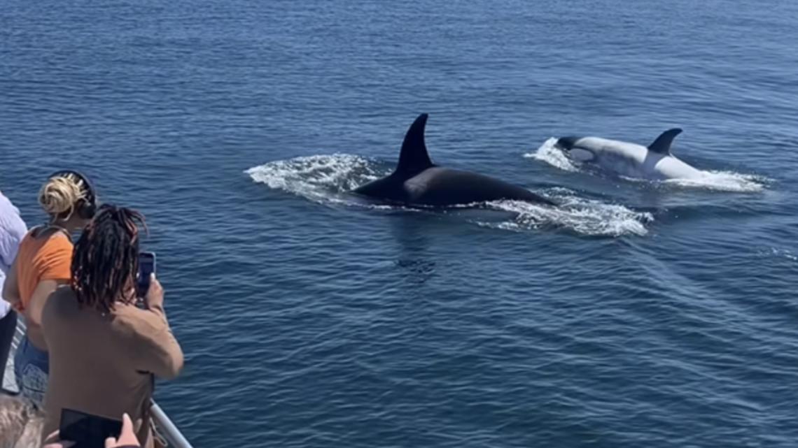 Rare white killer whale spotted off California coast [Video]