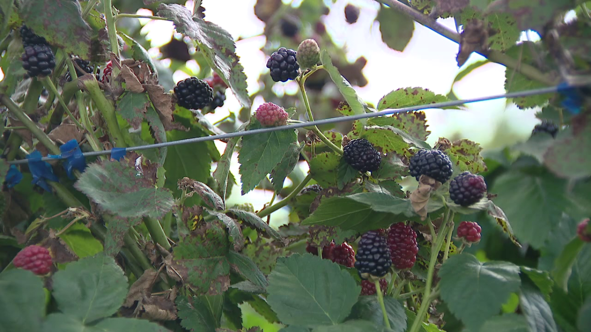 More Florida farmers adding blackberries to their fields [Video]