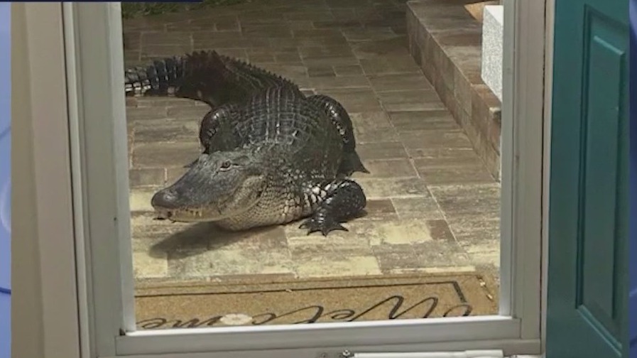 Alligator drops by unannounced at Florida home [Video]