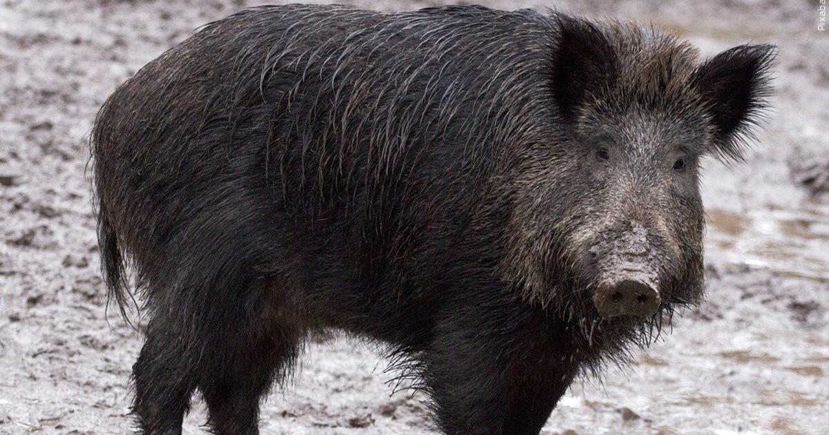 Applications open for wild hog control program in Mississippi | Mississippi [Video]