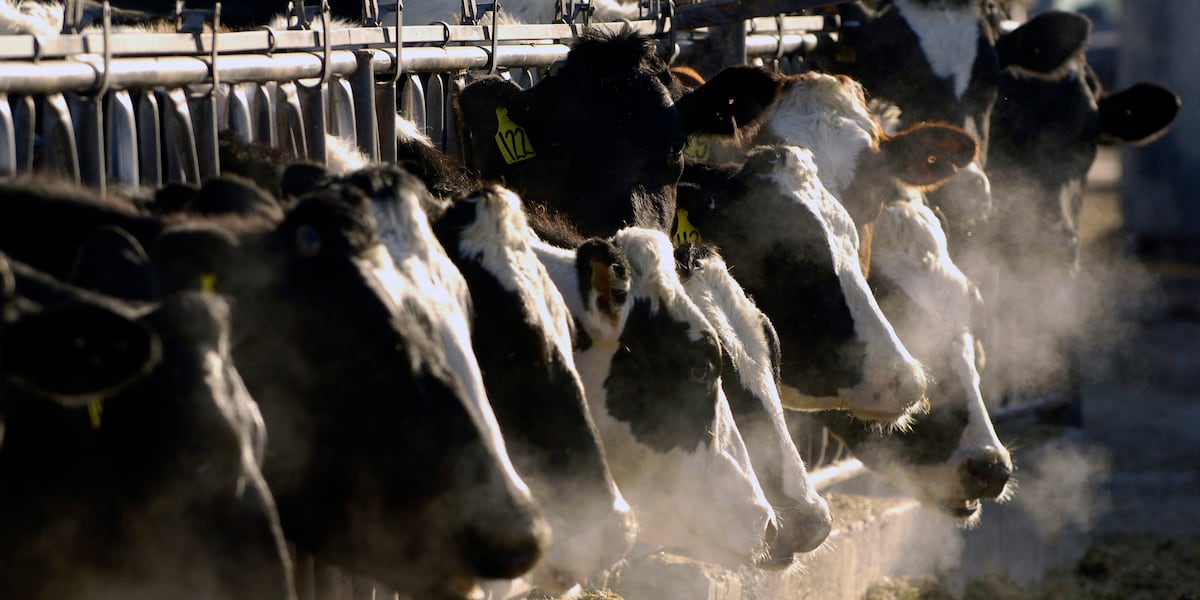 Milk supply deemed safe despite bird flu; feds keep eye on outbreak [Video]