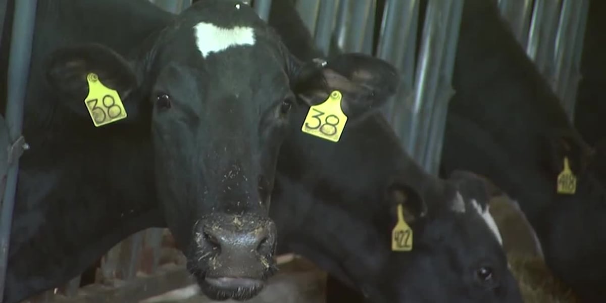 Feds monitoring bird flu, says milk supply is safe [Video]