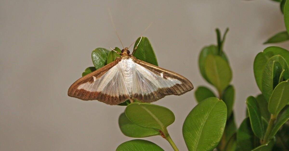 Ohio issues quarantine for 4 Greater Cincinnati counties over this invasive moth [Video]