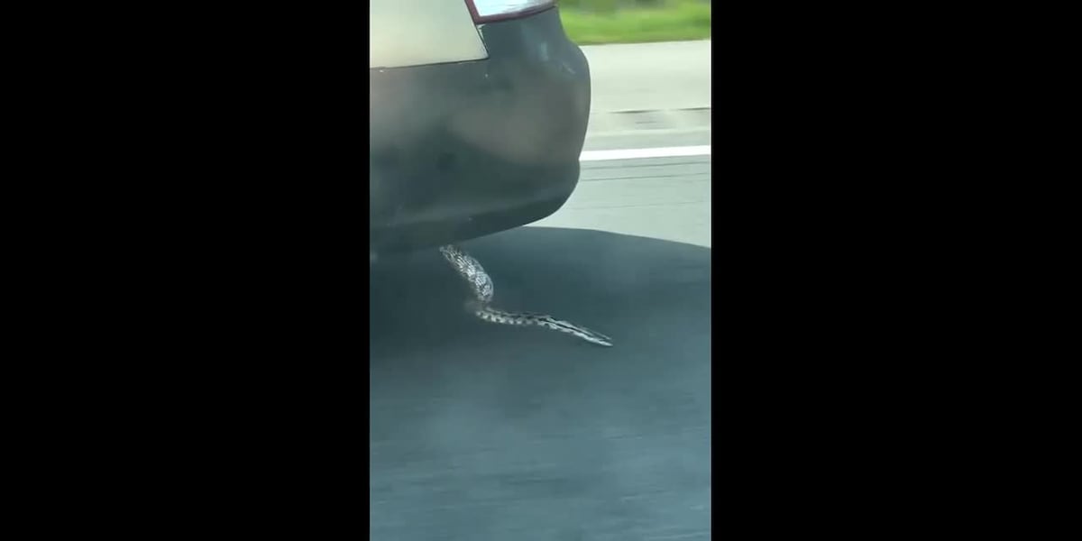 Snake seen hanging out of car speeding on highway [Video]