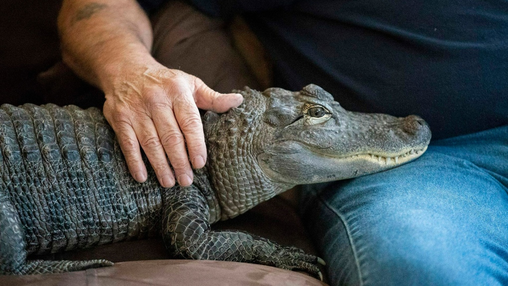 Alligator, an unusual emotional support animal, is missing [Video]