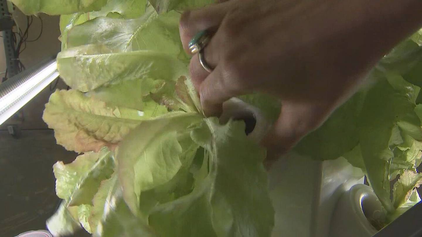 Metro Atlanta farmers take crops indoors with high-tech facility  WSB-TV Channel 2 [Video]