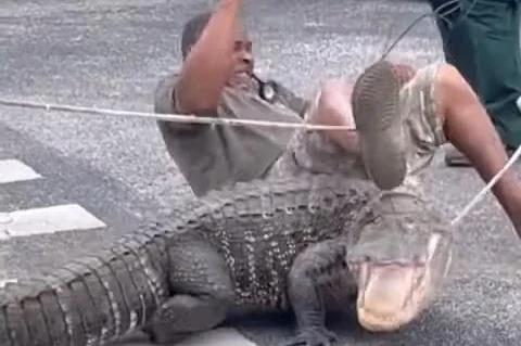 Watch: Alligator throws trapper off its back outside Florida school [Video]