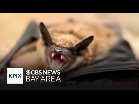 Scientists track valuable bats for their protection in a warming world [Video]