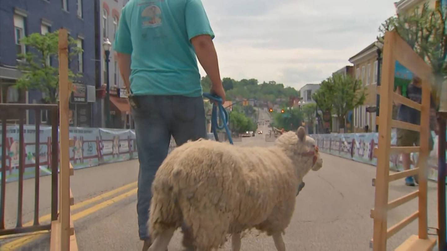 Leaders preparing for The Running of the Wools in Washington this Saturday  WPXI [Video]