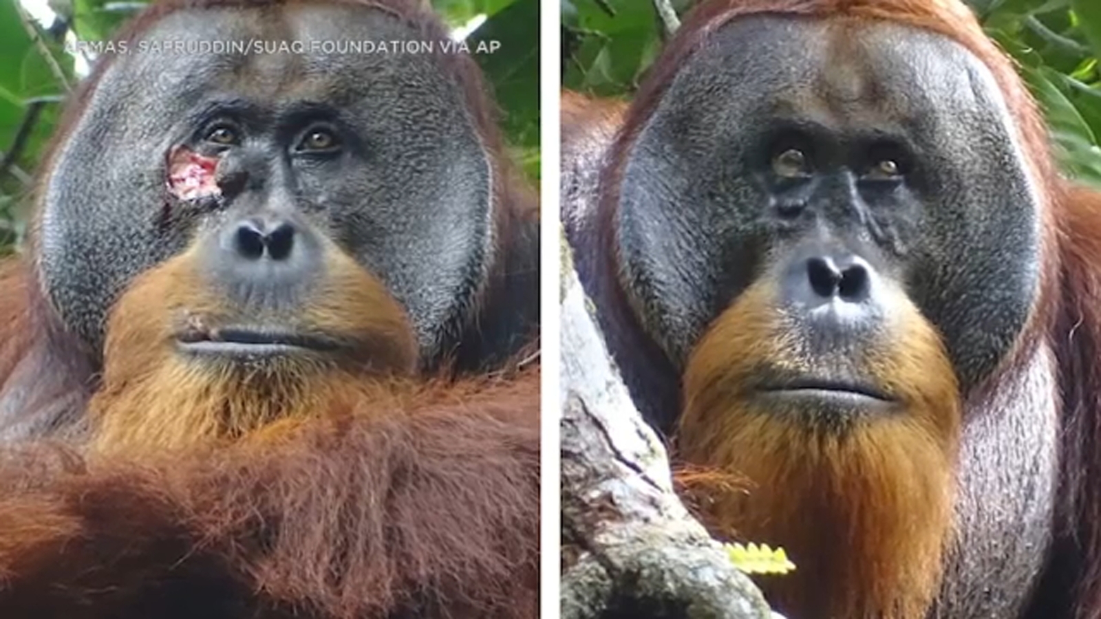 Orangutan uses medicinal plant to treat wound in the wild, scientists say [Video]