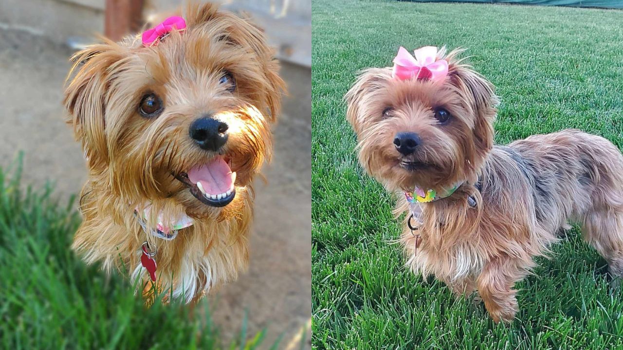 Meet Goldie Hawn: The Adorable Yorkie with a Heart of Gold [Video]