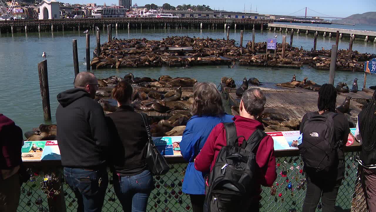 Sea lions help Fisherman’s Wharf post-pandemic economy [Video]