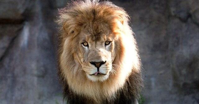 University of North Alabama announces passing of beloved lion mascot Leo III | Video