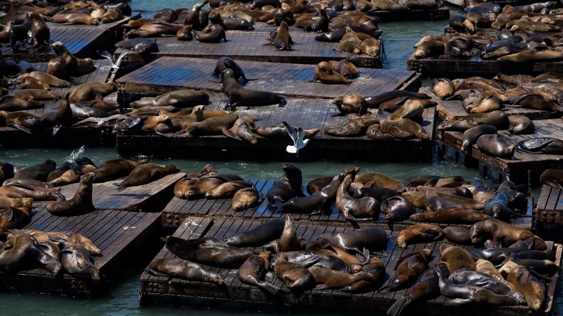 Sea lion surge at Pier 39 in San Francisco [Video]