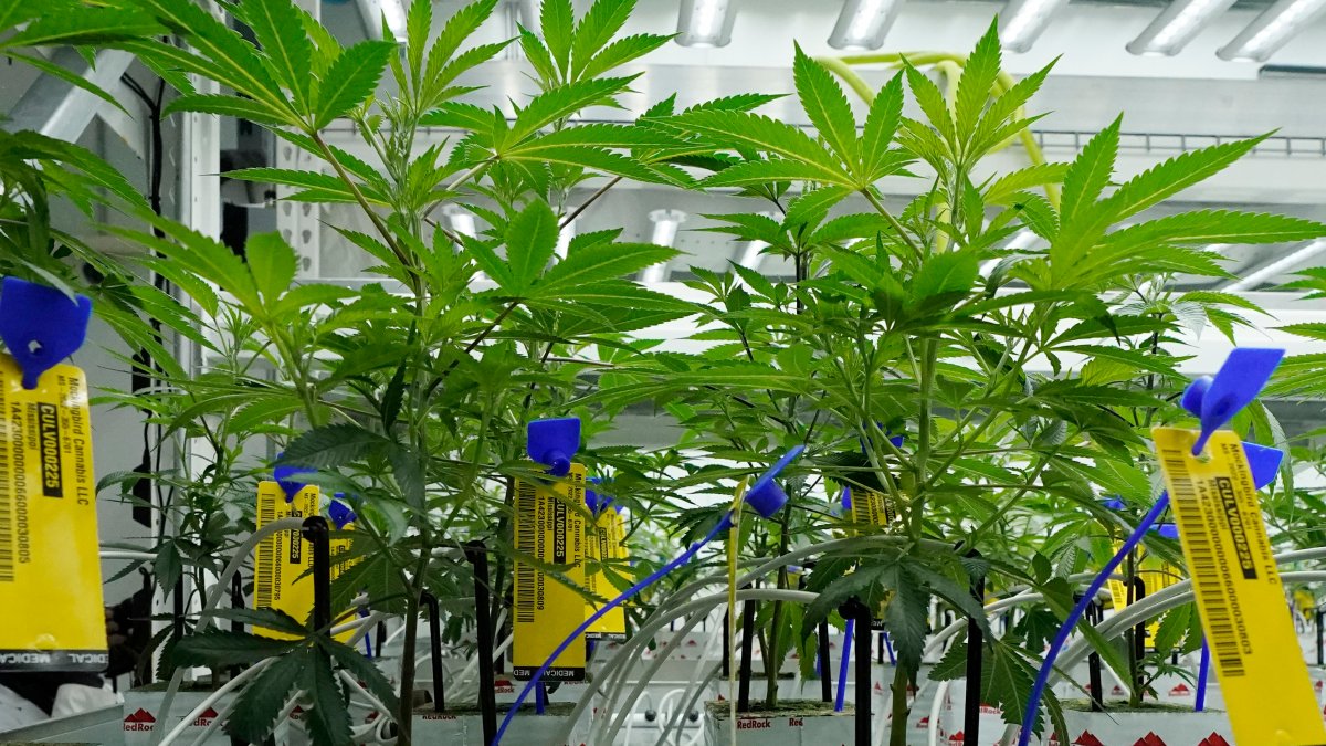 Marijuana backers hope federal reclassification will help with broader legalization  NBC4 Washington [Video]