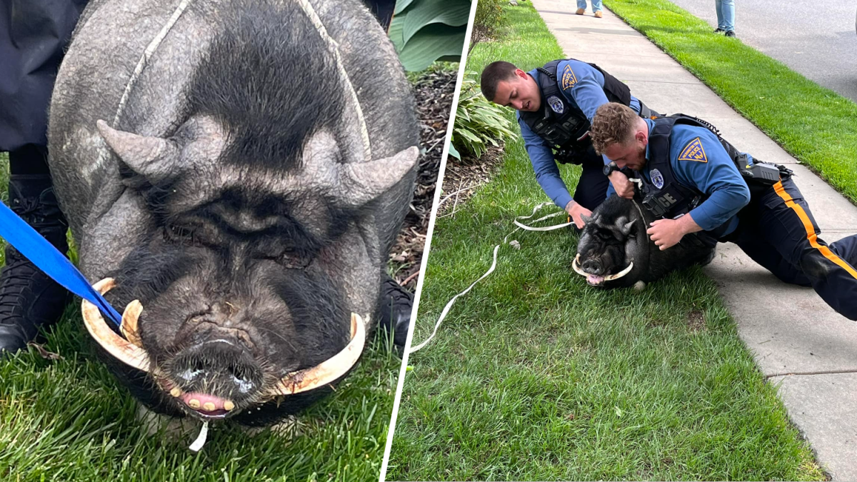 Runaway pig captured by police in New Jersey on Friday  NBC4 Washington [Video]