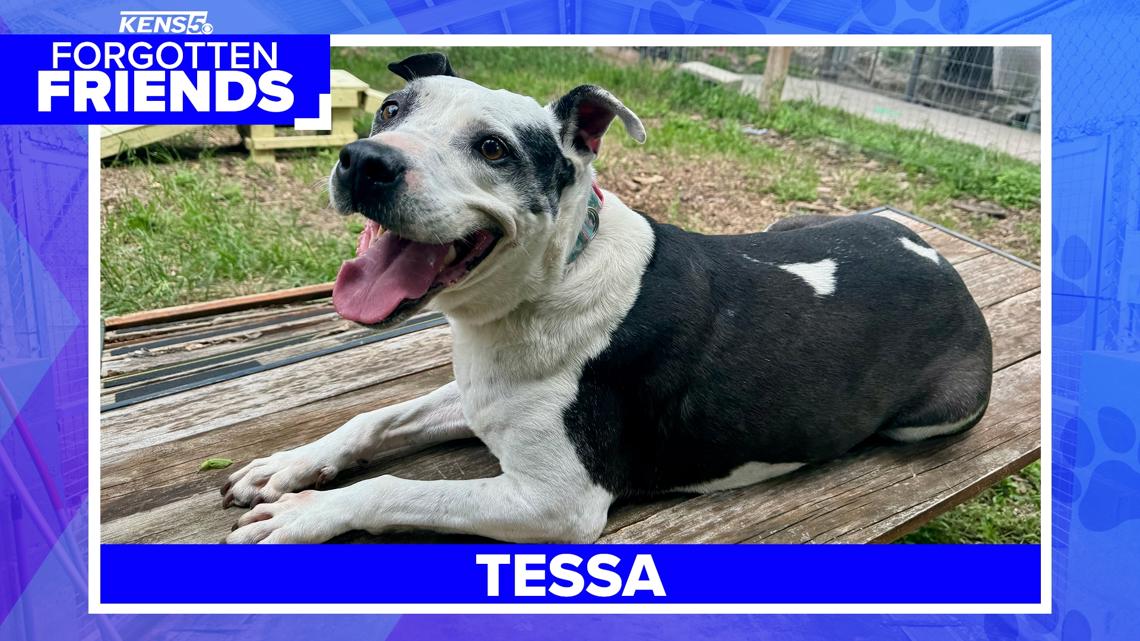 Senior dog named Tessa loves long walks and kids [Video]