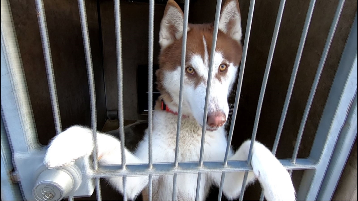 Huskies overwhelm San Diego shelters [Video]