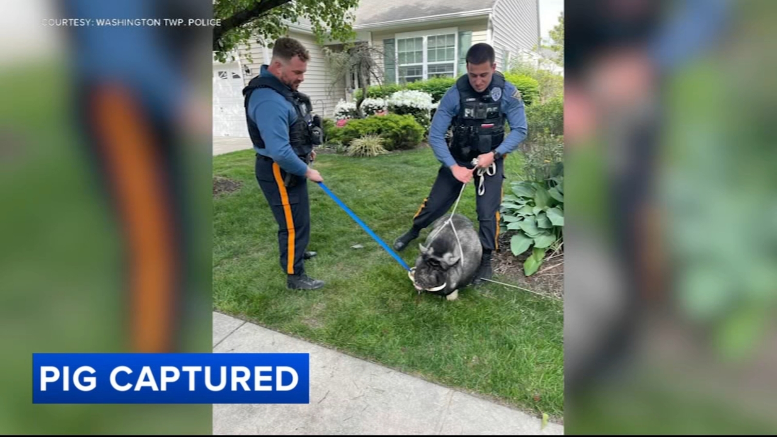 Washington Township, New Jersey police officers wrangle loose pig ‘Pumba’ after brief escape in Sewell [Video]